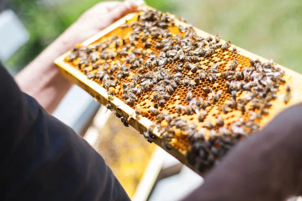 Marco de colmena cubierto de abejas apretadas sobre el panal, sostenido por un apicultor