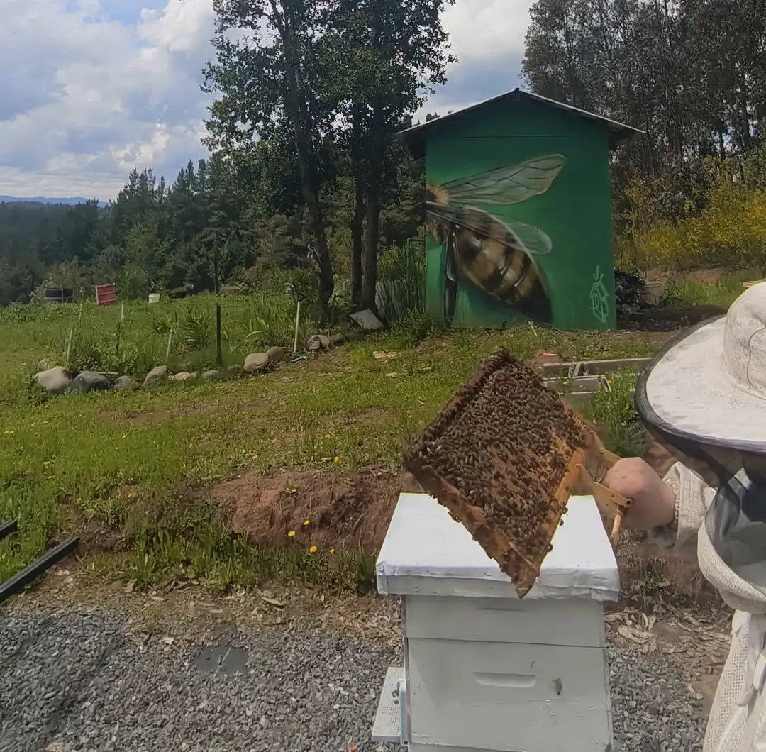 Apicultor con velo levanta un marco cubierto de abejas frente a la colmena; detrás, un galpón pintado con una abeja